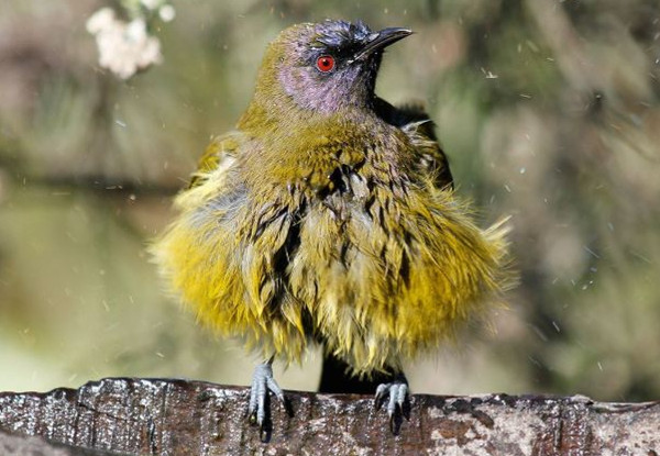 Kapiti Island Day Trip incl. Ferry Transport, Introductory Talk & DOC Permit for One Person - Option to incl. One-Hour Guided Walk, Buffet Lunch & Drinks - Midweek and Weekend Options Available