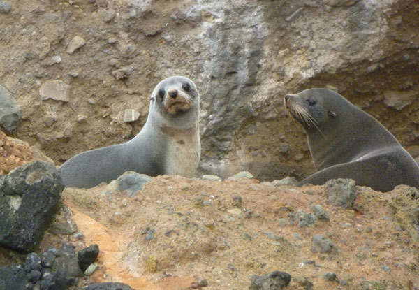 Otago Peninsula Wildlife Kayaking Tour