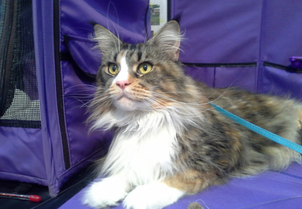 One Adult Ticket to the Auckland Pet & Animal Expo, ASB Showgrounds, Greenlane 30th September & 1st October