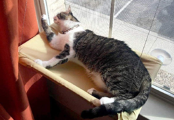 Cat Sunbathing Window Hammock