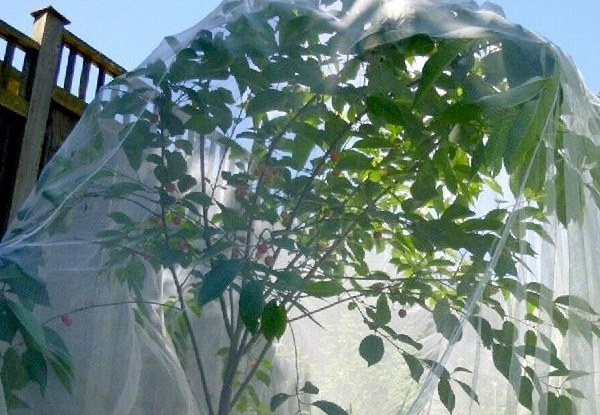 Garden Plant Tree Fruit Net Cover - Available in Two Colours