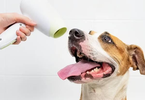 45-Minute Dapper Dog Full Luxury Grooming Package