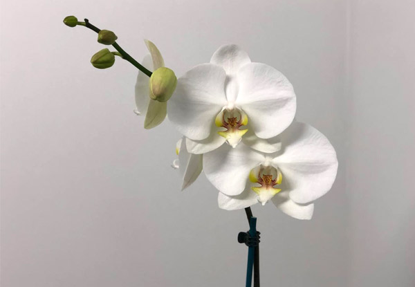 Phalaenopsis White Orchid - Options for Gift Wrapping or Ceramic Pot Available