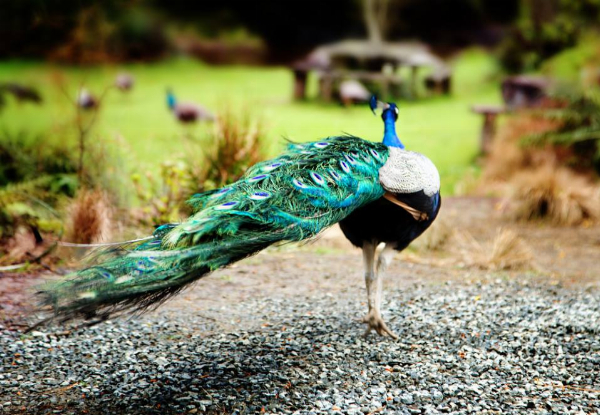 Adult Admission to Staglands Wildlife Reserve - Open Seven Days