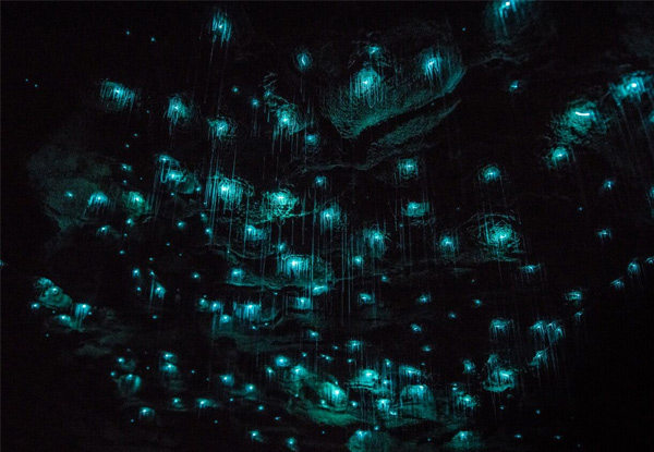 Waitomo Glowworm Caves Day Tour for Two People incl. Boat Ride Through Glowworm Grotto & Return Transport from Auckland - Options for up to Ten People
