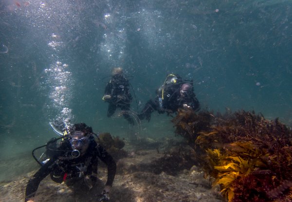 Half-Day Try Scuba Diving at Goat Island, Leigh incl. $50 Voucher for an Open Water Course  - Option for Two People