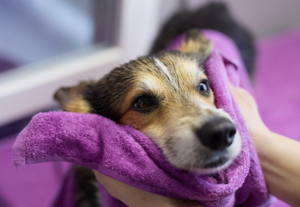 Wash & Dry Espresso Dog Wash - Option for Full Groom