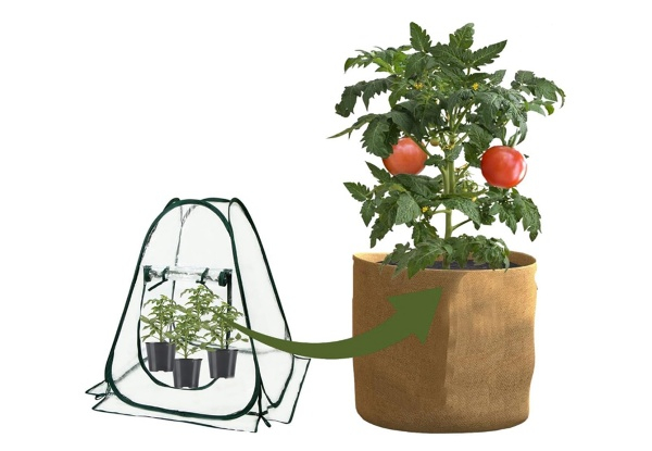 Pop-Up Greenhouse Plant Cover - Option for Two-Pack