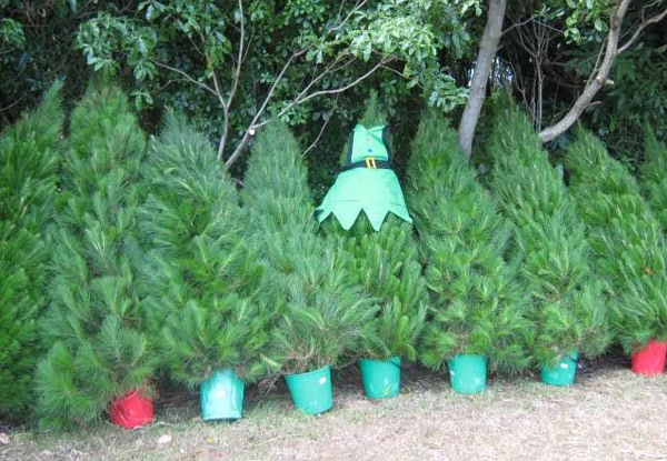 Fresh Christmas Tree incl. Removal & Delivery - Auckland Only