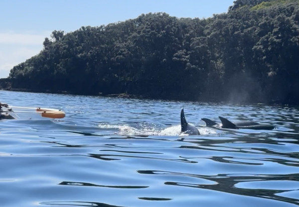 60-Minute Clear Kayak Hire at Goat Island for Two People - Option for 90-Minute Clear Kayak Hire for Two People - Valid from October 16th 2024