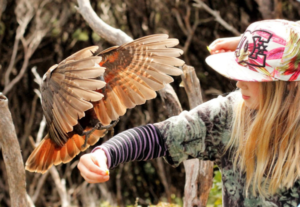 One-Night Kiwi Spotting Tour & Stay for Two People on Kapiti Island incl. Ferry Transport, Introductory Talk, North End DOC Permit, Dinner, Breakfast & Lunch - Option for Two-Night Stay