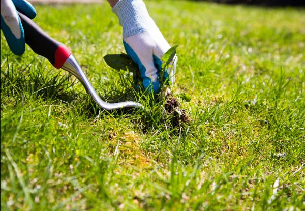 Three-Hour Garden Maintenance Package with up to 80kg Green Waste Removal - Options for up to Five-Hours