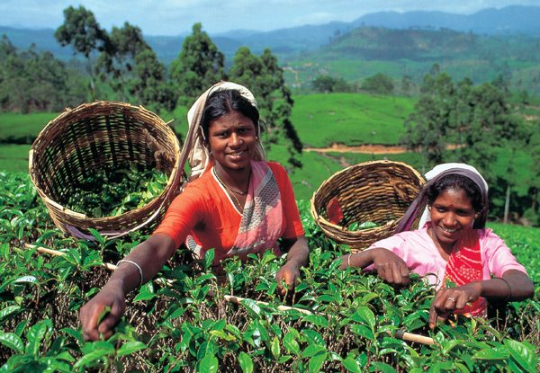 Discover Sri Lanka 13 Day Tour for Two People incl. Accommodation, Breakfasts, Transportation, Entrance Fees with English Speaking Tour Guide & More