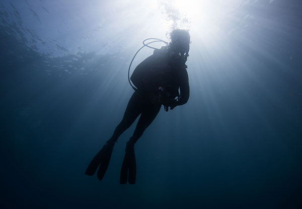 $89 for a Guided Dive Tour in New Zealand's First Marine Reserve incl. Two Dive Tanks & Weights or $110 incl. Full Dive Equipment - Option Available for Two People