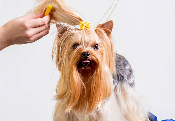 45-Minute Dapper Dog Full Luxury Grooming Package