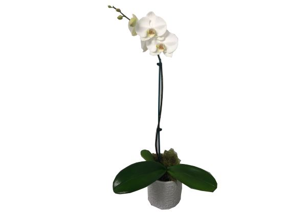 Phalaenopsis White Orchid - Options for Gift Wrapping or Ceramic Pot Available