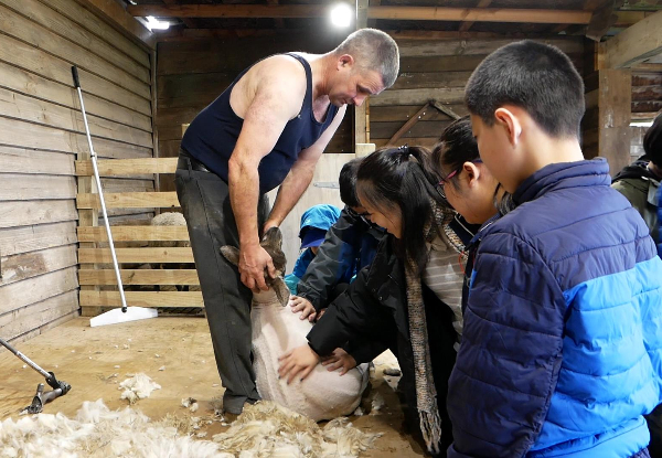 Ultimate Kiwi Farm Experience & Sheep Shearing Show incl. $5 off the 3D Trick Art Entry or $5 off the Farm Buffet - Options for Adult, Child or Family Pass