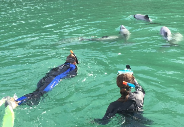 Swim in the Wild with Hector Dolphins in Akaroa for One Person - Option for Dolphin Watching - Valid from 1st October 2020