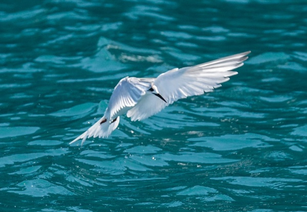 Two & Half-Hour Akaroa Scenic Coastal Cruise Adult Pass - Options for Child or Family Pass - Valid from 1st November 2024