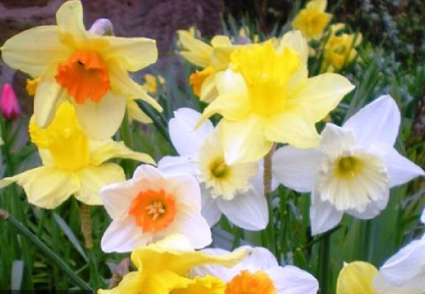 Daffodil Mixed Bulb Pack