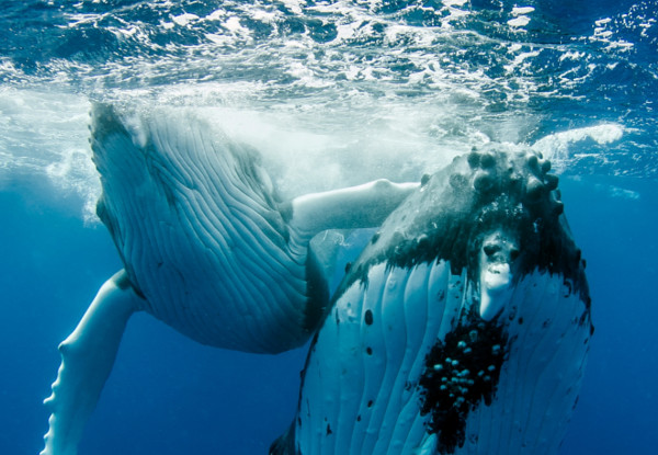 Per Person Twin Share Five-Night Stay in a Deluxe Queen Room incl. a Day Trip to Watch & Swim with Whales