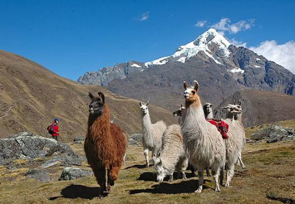 Per-Person, Twin-Share, Seven-Day Inca Trail Express Tour - Option for Solo Traveller