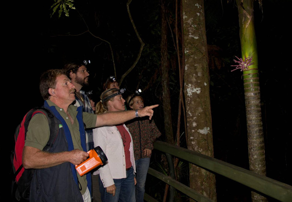 Two-Hour Night Rainforest Tour Adult Pass - Option for Children & Family Pass Available
