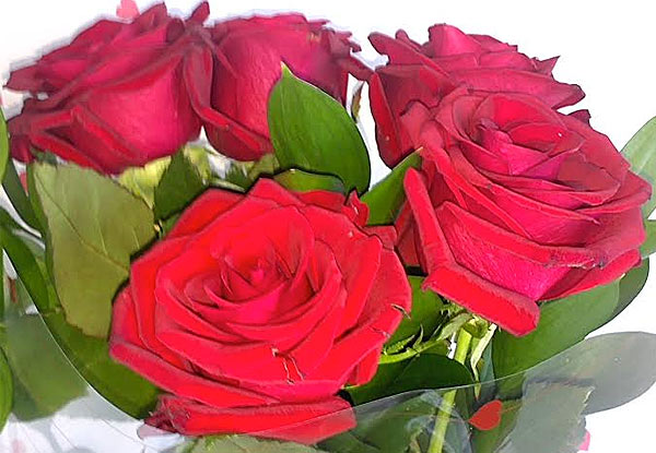 $40 for a Bouquet of Five Red Roses, or $70 for Ten Roses – Both Options incl. Valentine's Day Delivery for Palmerston North, Wellington & Feilding on Valentines Day, or North Island Urban Delivery on Friday 12th February (value up to $120)