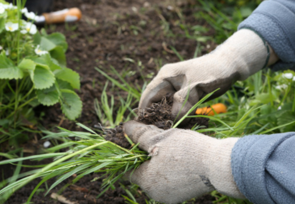 Two-Hour Garden Maintenance Service -  Option for up to Eight Hours