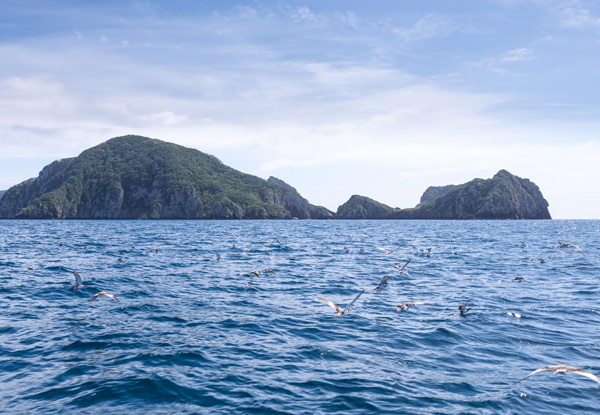 Full Day Luxury Boat Trip to the Poor Knights Islands for One incl. Lunch, SUP Hire & Guided Exploration - Options for Two, Four or Eight People Available