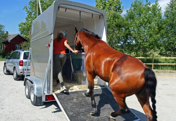 Trailer and Horsefloat Warrant of Fitness