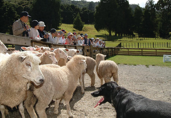 Full-Day Pass to SheepWorld incl. All Shows - Options for One, or Two Adults, Child & Family Entry