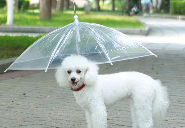 Dog Umbrella with Leash - Free Nationwide Delivery