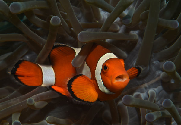 Three Hour Finding Nemo Cruise in The Fijian Islands Adult Pass incl. a Trip to The Uninhabited South Sea Island in a Semi-Submarine Vessel - Options for Child Pass - Kids Four & Under Are Free