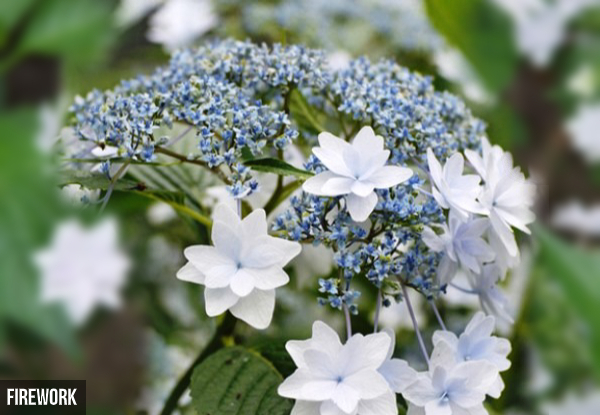 Large Hydrangea Plant - Five Options Available & Option for Three