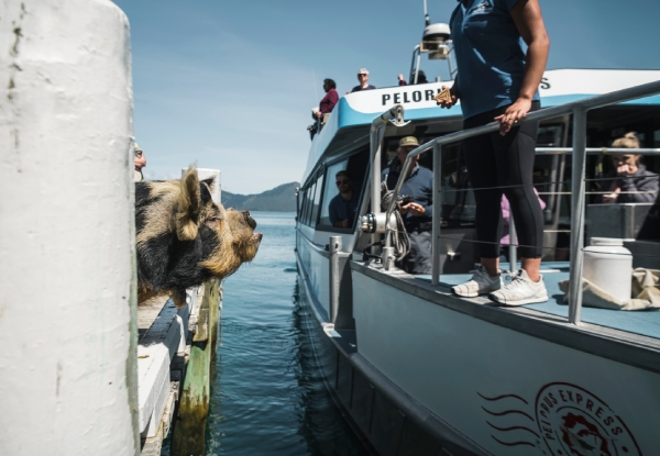 Pelorus Mail Boat Scenic Cruise Through the Marlborough Sounds - Option for Adult or Child