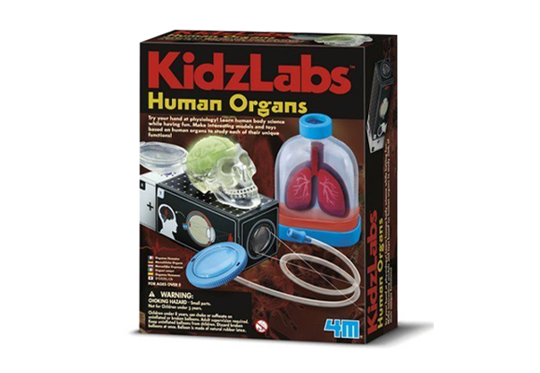 Kidz Labs Human Organs