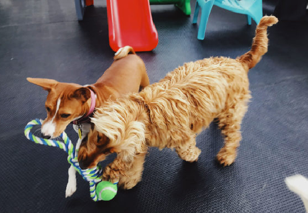 Full Day Dog Day Care - Option for Two Days