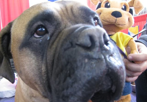 One Adult Ticket to the Auckland Pet & Animal Expo, ASB Showgrounds, Greenlane 30th September & 1st October