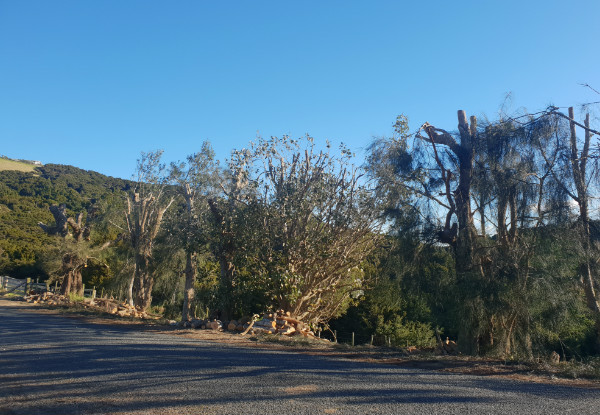 Two-Man Crew for Two Hours of Professional Tree Work Services incl. Tree Pruning, Shaping, Hedge Trimming, & Mulching - Option for Three Hours