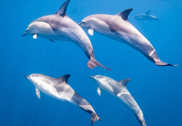 Wild Dolphin Encounter - Half-Day Wildlife Spring Cruise - Options for Adult, Children, Toddler or Family Pass