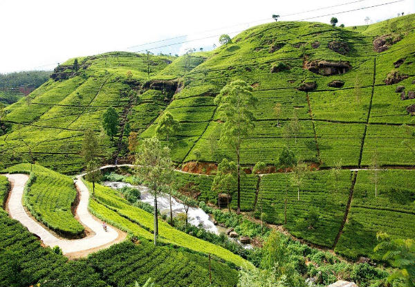 Per-Person Twin-Share 11-Night/12-Day Sri Lanka Tour incl. Airport Pickup, Accommodation, Daily Breakfast, Safari & Sightseeing