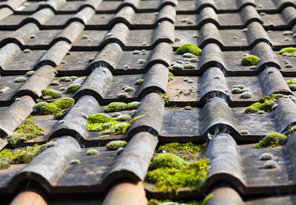$89 for a Single Storey Gutter Clean with a Roof & Chimney Inspection or $99 for a Double Storey