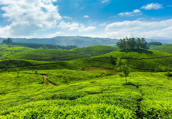 Per-Person Twin-Share Five-Night South India Discovery Tour incl. Transport, Accommodation, English Speaking Guide & Jeep Safari - Options for a Solo Traveller Available