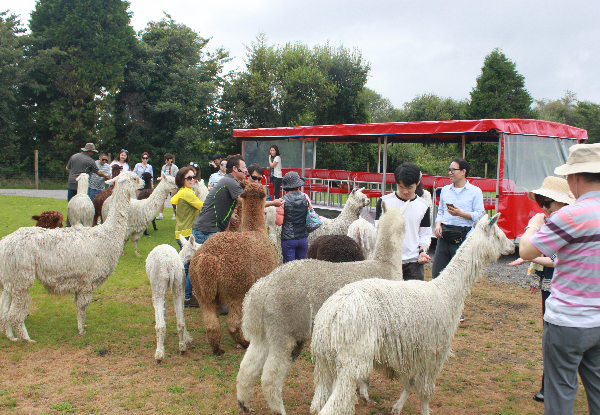 Ultimate Kiwi Farm Experience & Sheep Shearing Show incl. $5 off the 3D Trick Art Entry or $5 off the Farm Buffet - Options for Adult, Child or Family Pass