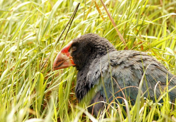 Kapiti Island Day Trip incl. Ferry Transport, Introductory Talk & DOC Permit for One Person - Option to incl. One-Hour Guided Walk, Buffet Lunch & Drinks - Midweek and Weekend Options Available