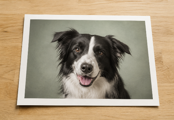 One-Hour Pet Photography Session at Your Home with Digital Images & Choice of Fine-Art Print