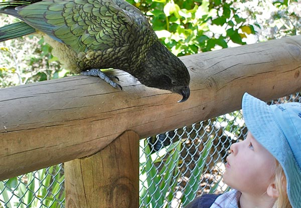 One Adult Entry or One Child Entry to Paradise Valley Springs Wildlife Park