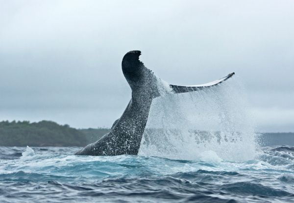 Per Person Twin Share Five-Night Stay in a Deluxe Queen Room incl. a Day Trip to Watch & Swim with Whales