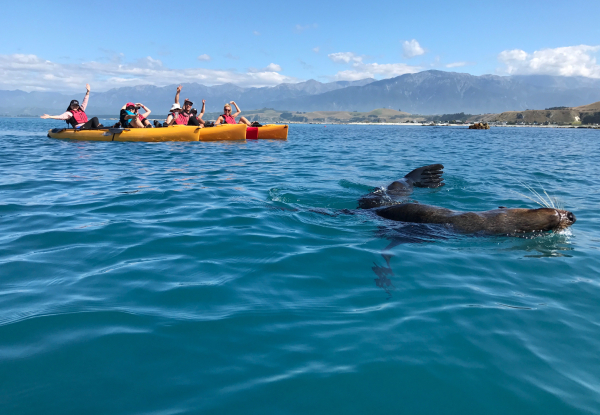 2.5 - 3 Hour Guided Kaikoura Seal & Marine Life Kayaking Experience for One Adult - Options for Child, Two Adults or Four Adults